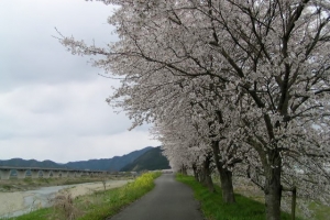 道の駅近くの桜並木