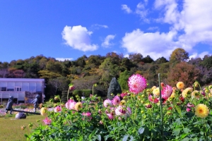 10/20  彩る“ダリア”の花が、爽やかな秋空に美しく咲いていました・・・!!!
