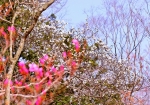4/2 真っ白な花弁を広げ・・・春の陽ざしを浴びる『樹林区』の“コブシの花”...と、・・・!!!