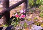 5/31 木柵の袂に“ヒメサユリ”の花が可憐に咲いていました・・・!!!