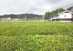 土山のあちこちにきれいな形の茶畑が広がっています