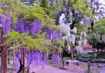 4/27 園内に足を踏み入れ、小径を少したどると、爽やかな色の白と淡い紫の“藤の花”が目を惹いていました・・・!!!