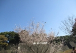 皇居乾通りの冬桜