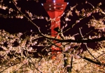 五稜郭公園の桜とタワー！