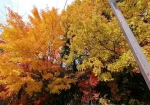 中禅寺湖周辺の紅葉は10/29最盛期を迎える