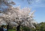 桜も咲いててキレイ。