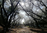 かつての上野公園の花見は酒臭かった。光が丘公園はジュースとからあげがスタンダード。