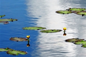 池塘に咲くネムロコウホネ