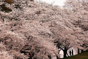 満開の桜に囲まれて