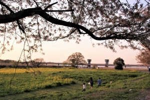 関東三大関堰の一つ「福岡堰」と、菜の花を愛でる花見客（福岡堰さくら公園付近）
