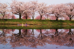 水鏡になった用水に写る桜並木。圧巻の美しさでした。