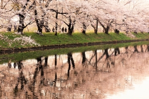 圧巻の桜並木を歩く花見客。（桜並木から続く橋上より）