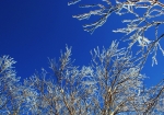木々に靄などが凍って出来た樹氷です
