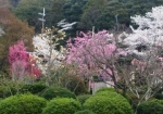 五月山の桜
