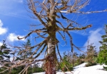 鏡沼への登山道。雪中に立つ苔むした枯れ木。