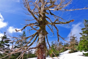鏡沼への登山道。雪中に立つ苔むした枯れ木。