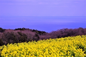 2/23 眼下に望む大阪湾...と、航行する大型タンカーを背景に咲き揃った“菜の花畑”を撮ってみました・・・!!!