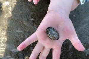 変わった柄の貝を見つけたらしいです。