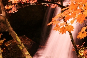 紅葉した”ウチワカエデ”とシルクの滝