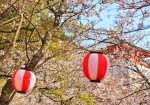 3/31 満開の“桜”と❛提灯❜に目隠しされた〚新仏殿〛を･･･!!!