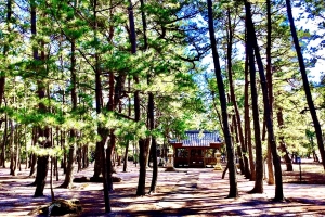 松原の真ん中に慶野松原神社です