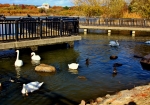 「昆陽池公園」の水鳥と白鳥