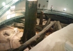 発掘されたままの巨木