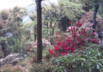 裏見の滝 自然花苑 2