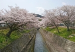 疎水の両岸に桜並木