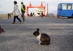 フェリーやバスや観光客もいる桟橋を降りた時から、普通にウサギが迎えてくれます。