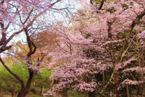 オススメの旧参道の桜トンネルと石階段を歩く