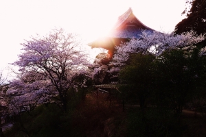 夕陽に輝く桜と鐘楼堂