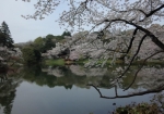 光池公園の桜