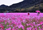 10/20 早朝の花畑で撮影を楽しむ写真愛好家の方たち...と、綺麗に咲いた“コスモス”の花々を・・・!!!