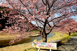 2/26 「みなみの桜」・・・!!!(１）