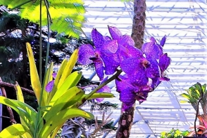 2/11 亜熱帯に生息するシダ類の中で見つけた紫色の花“蘭・（バンダ）”を‘パチリ’...と、・・・!!!