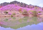 4/22 小さな池の水面に・・・“ヤマツツジ”の花々が映し出されていました・・・!!!