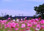 10/26 新幹線...と、“コスモス”の花たちとのコラボを・・・!!!