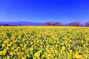 1/21 びわ湖畔を黄色に染め上げた“菜の花畑”...と、美しい比良山系の山々を広角で撮ってみました・・・!!!