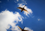 青空に映えるハクチョウ。飛行中のハクチョウが撮りやすいのも白鳥の里の特徴？？？