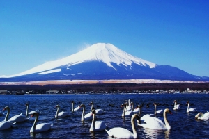 コブハクチョウをバックに山中湖と富士山