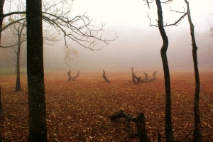 濃霧と立木のアート（１０月）