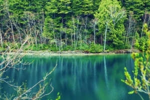 シラカバの白い幹を映す青き湖水。魅せられる景色でした。