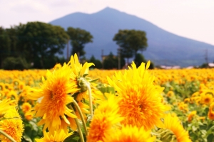 八重咲きひまわりと名峰筑波山