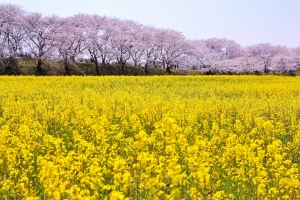 3/28 広大な“菜の花畑”...と、堤の“桜並木”を・・・!!!