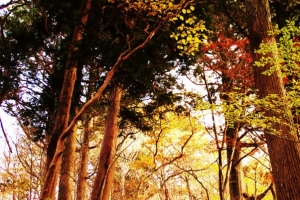 紅葉と杉木立の遊歩道を歩く（嫁さんはスデに疲れ気味か！！）