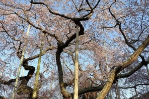 樹齢４５０年と言われるシダレザクラは、所々垂木で支えられています。
