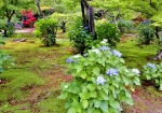 6/8 苔むした平庭を彩る“紫陽花”と、青葉の木々を…!!!