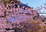 4/13 “桜”咲く『二の丸』から『西隅櫓』を、借景に…!!!