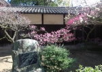 神社の塀に咲く梅。美しいです。